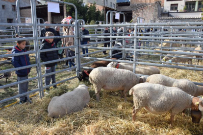 La mostra d’animals va comptar amb ovelles, rucs, vaques i cabres.