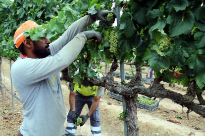 Raimat empieza la vendimia antes del habitual por la sequía y el calor que han acelerado la maduración de la uva