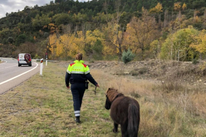 Rescaten un poni a l'N-260 a la Pobla de Segur