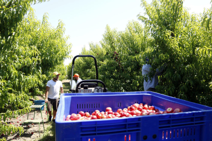 Trabajos de recolección de fruta de hueso este verano.