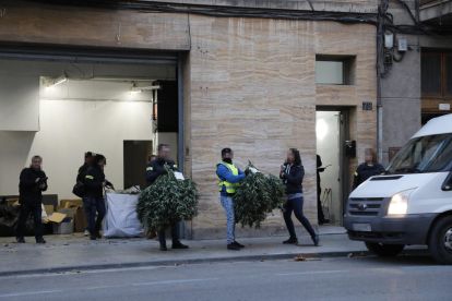 Plantas de marihuana decomisadas ayer por la tarde en un almacén de la avenida Alcalde Porqueres de Lleida.