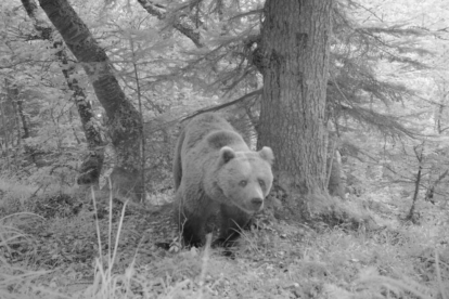 Imagen de archivo de un oso en la Val d'Aran.