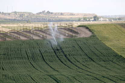 Una finca regada pel Segarra-Garrigues a Tàrrega.