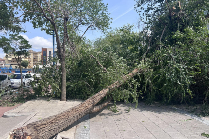 Mollerussa. El temporal va deixar gairebé 50 litres per metre quadrat a la capital del Pla i la pluja i el vent van tombar desenes d'arbres.