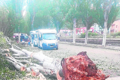 La Pobla de Segur. La tempesta de dijous també va arrancar grans
arbres a l'àrea vacacional de la Pobla. Ahir van ser retirats.