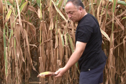 Adrià Huguet mostra danys de senglars a la seua finca de l’Horta.