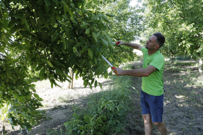 El Canal d'Urgell salva la fruita i els regants demanen evitar tancaments