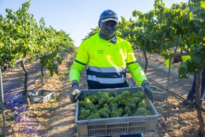 Las primeras uvas vendimiadas ayer servirán para producir cava de la mayor calidad de Codorníu.