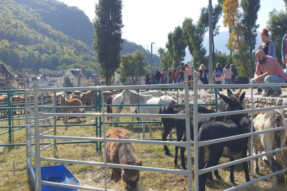 Las ovejas en camino desde Vielha a la Ribagorza aragonesa.