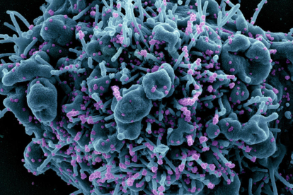La Cianovirina-N podría frenar la infección de nuevas variantes del SARS-CoV-2
