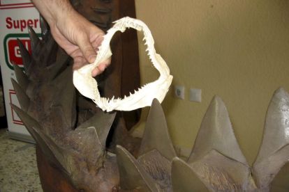 Hallan un fósil de un gigantesco tiburón prehistórico en aguas australianas