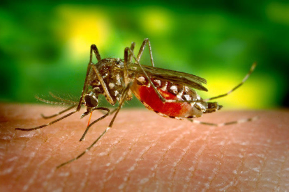 Mosquit febre groga. Encara no s'han detectat exemplars a Catalunya, però sí en altres punts de l'Estat. És un gran transmissor de malalties com el dengue, el zika o la febre groga