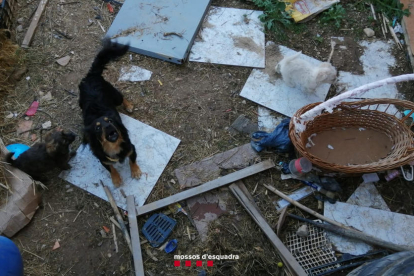 Imatge de dos dels gossos que estaven abandonats al pati de la casa.