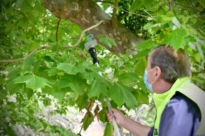 Un vehicle amfibi retirant a principis de juny algues del riu Segre que serveixen de refugi per a les larves de mosquits i la mosca negra.