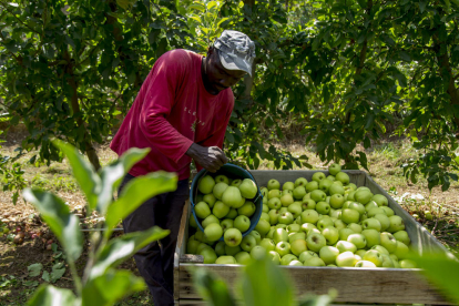 El precio de estas manzanas recolectadas en verano no cubre ahora los costes de producción.