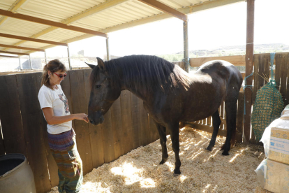 Troben un cavall abandonat a Aspa i el porten a un refugi