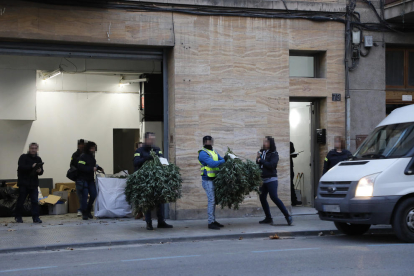 Els Mossos van decomissar 3.775 plantes en la batuda de dimarts