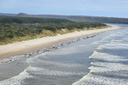 Desastre natural: 200 balenes moren després de quedar encallades en una platja d'Austràlia