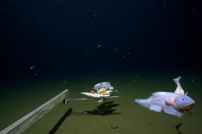 Rècord: Filman a un pez a 8.336 metros de profundidad