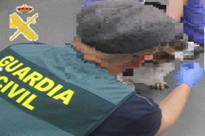 Encuentran en Lleida una perra viva entre cadáveres de animales que iban a ser triturados