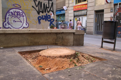 El lugar donde había la palmera que, al caer, mató a una joven de 20 años en Barcelona.