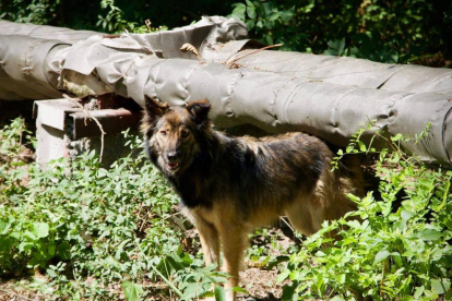 Els gossos de Txernòbil podrien ser genèticament diferents per la radiació
