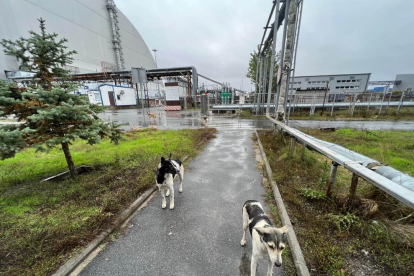 Els gossos de Txernòbil podrien ser genèticament diferents per la radiació