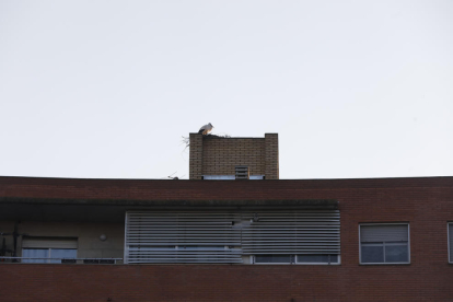 Una cigonya fent un niu en un bloc al costat de la Mitjana.