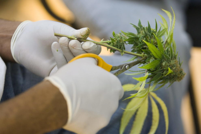 Un horticultor corta las hojas de una planta medicinal de marihuana