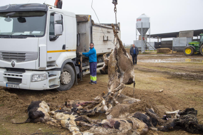 Trabajos ayer para retirar los terneros muertos tras un ataque de perros en una granja de Soses. 