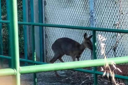 Cabirol a la presa del riu - Un ciutadà va fotografiar ahir un petit cabirol que es trobava a la presa del riu a la Mitjana. Encara que la presència d’aquest animal és més comuna al Pirineu, ja no és estrany veure’l al pla.