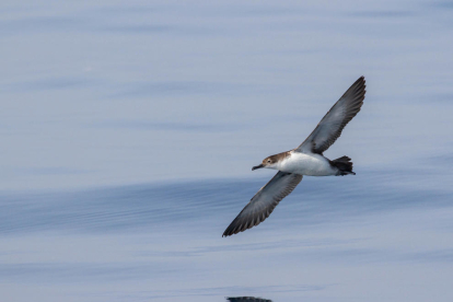 El Mediterráneo, entre las zonas de más riesgo por plásticos para las aves marinas amenazadas