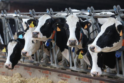 Vacas comiendo en una explotación de bovino de leche.