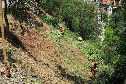 Els treballs portats a terme per retirar massa forestal.