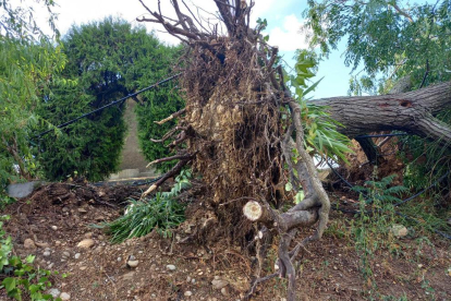 Un árbol tumbado por el viento este martes en Alcarràs.