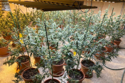 Una imagen de la plantación de marihuana descubierta en Vilanova de l'Aguda.