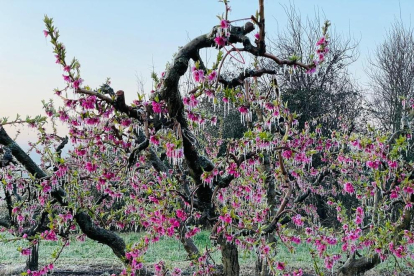 Estas imágenes de frutales del año pasado se podrían repetir. 