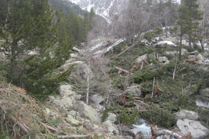 Els arbres caiguts i la neu tot just deixen veure el curs del riu Sant Nicolau a sota.