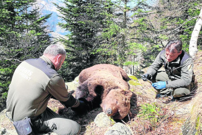 Técnicos de Medio Ambiente, junto al cadáver del oso Cachou.