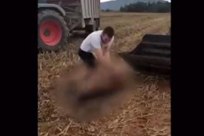 Un home colpeja un senglar contra un tractor i li trepitja el cap