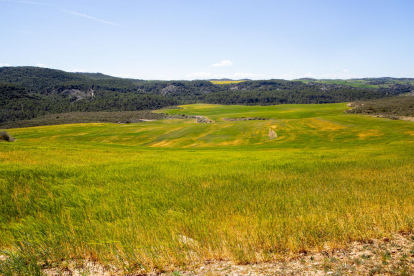 Camps de cereal afectats per la sequera al Segrià.