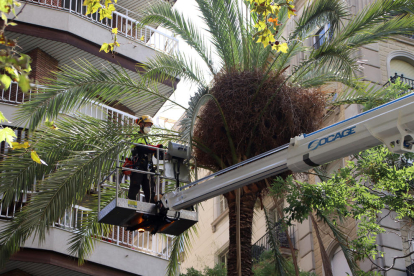 La palmera que mató a una joven en el Raval cayó por falta de agua