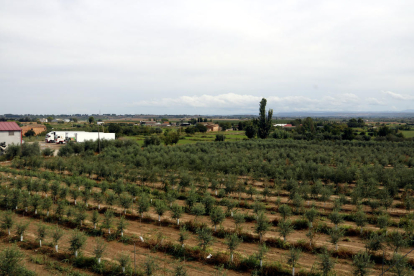 Imatge d’arxiu d’un camp de cultiu a l’Horta de Lleida.