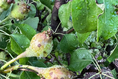 Fruita danyada en un cultiu d'Albesa per l'última pedregada