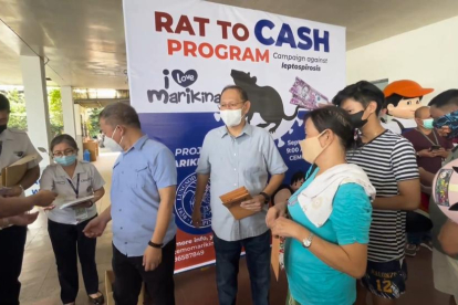 Así acaban con las plagas de ratas en Filipinas: tres euros por roedor capturado