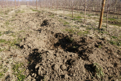 Daños recientes de conejos en una finca del Segrià.