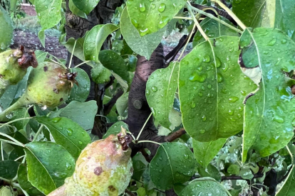 Fruita, com aquesta a Albesa, però també cereal, olives i fruita seca han quedat danyats.