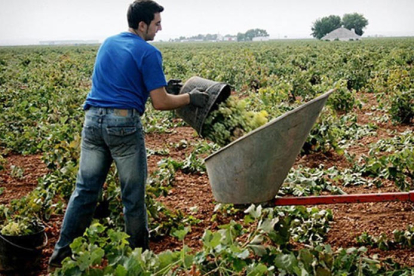 El campo está perdiendo jóvenes agricultores y ganaderos.