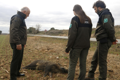Agents Rurals al costat d'un senglar mort per atropellament a la C-12 entre Lleida i Corbins.