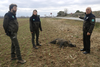 Agents Rurals al costat d’un senglar atropellat a la carretera C-12 entre Lleida i Corbins.